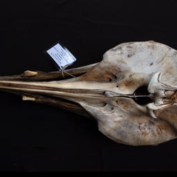 На острове Беринга нашли останки редкого кита
