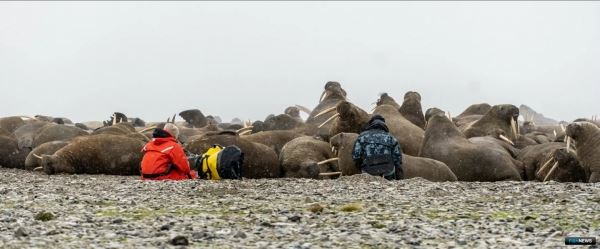 Наука получит массив ценных сведений о «краснокнижных» моржах
