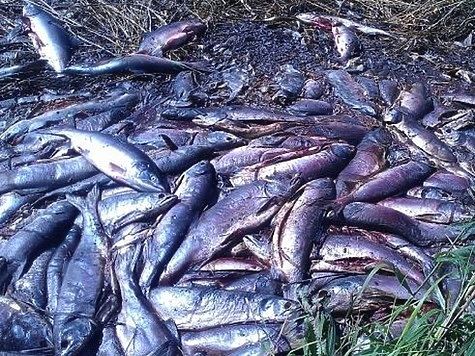 Полиция за сутки дважды пресекла незаконную добычу лосося 
