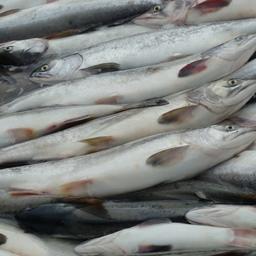 Рынок отреагировал на заявления о возможных ограничениях поставок лосося