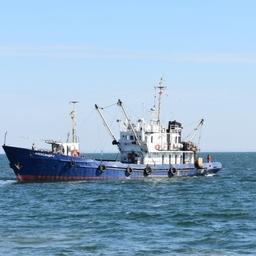 Ученые пересчитали молодь хамсы и тюльки в Азовском море