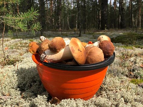 Жители Тульской области начали собирать грибы
